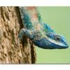 Lue Lizard with Big Eyes Closeup  Print 100% Australian Made 120 x 90cm  (Stretched)