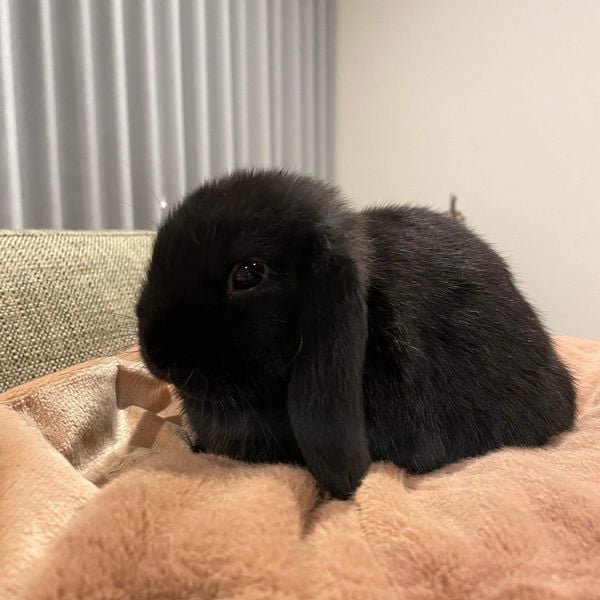 A mini lop rabbit.