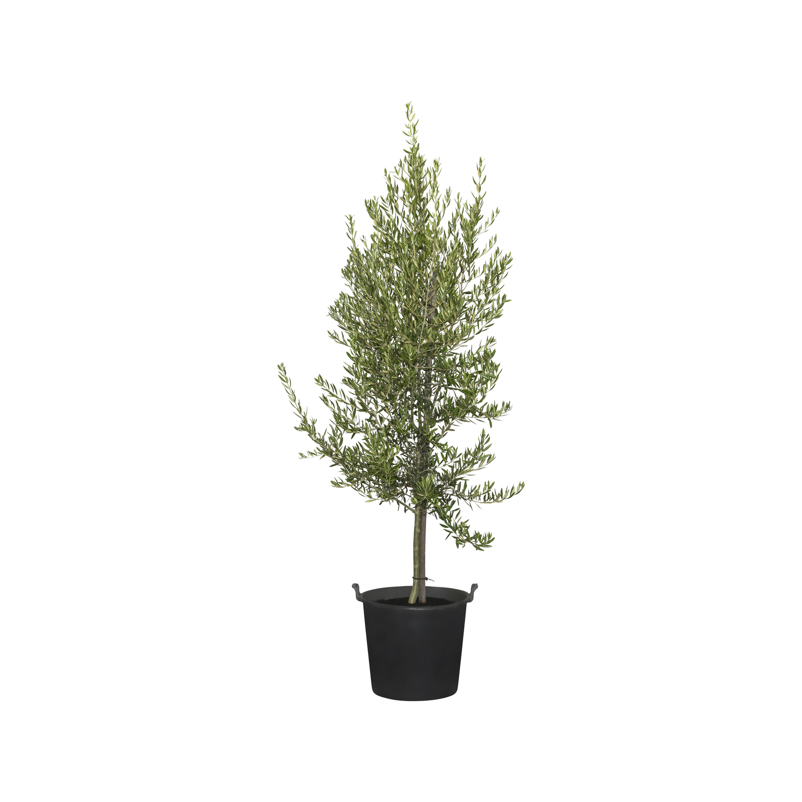 30L Olive Tree - Olea Californian Queen 