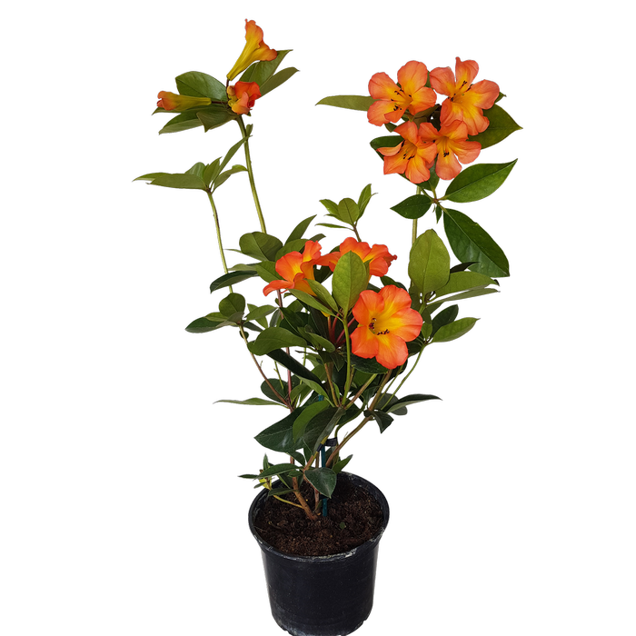 2L Vireya Rhododendron