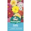 Fothergill's Dahlia Pompon Mix Seeds