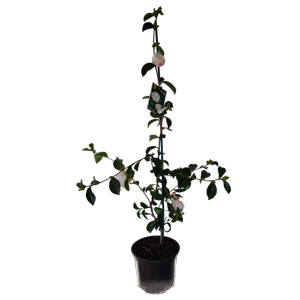 2L Camellia Pure Silk - Camellia sasanqua