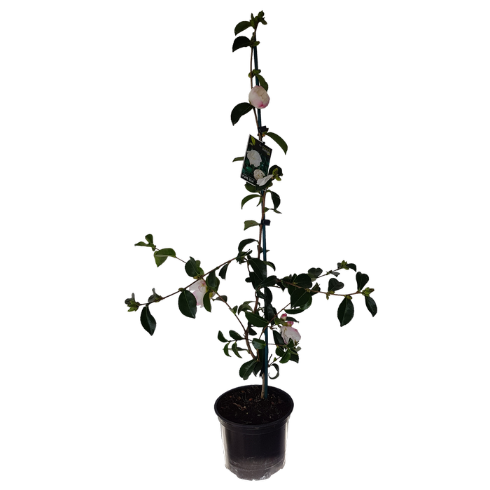 2L Camellia Pure Silk - Camellia sasanqua