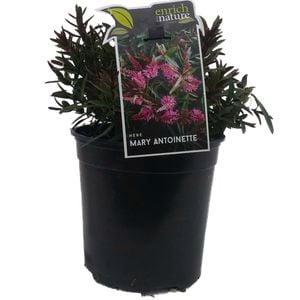 170mm Hebe Mary Antionette - Hebe hybrid