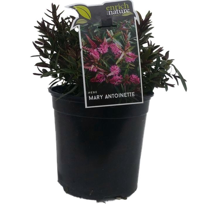 170mm Hebe Mary Antionette - Hebe hybrid