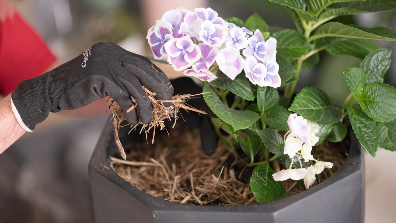 Adding mulch to a hydrangea plant.