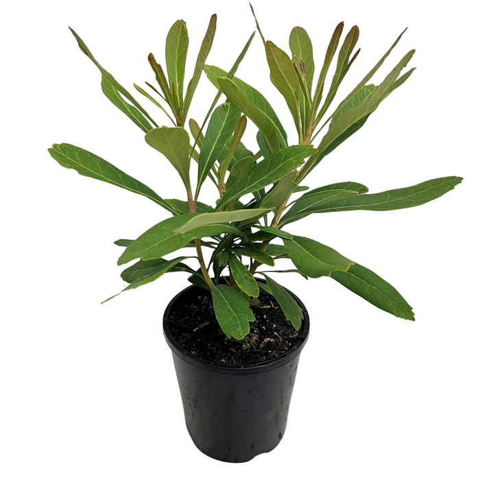 140mm Telopea Corroboree - Telopea speciosissima
