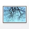 Branches of a Tree, Sky  Print 100% Australian Made 90x60cm  (Poster)
