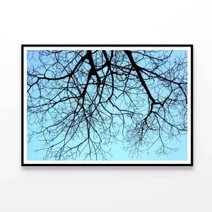Branches of a Tree, Sky  Print 100% Australian Made 90x60cm  (Poster)