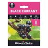 Bloomin' Bulbs Dark Blue Black Currant 1pk