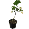 2.5L Dwarf Abutilon White Gold - Abutilon species