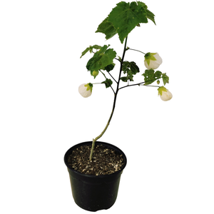 2.5L Dwarf Abutilon White Gold - Abutilon species