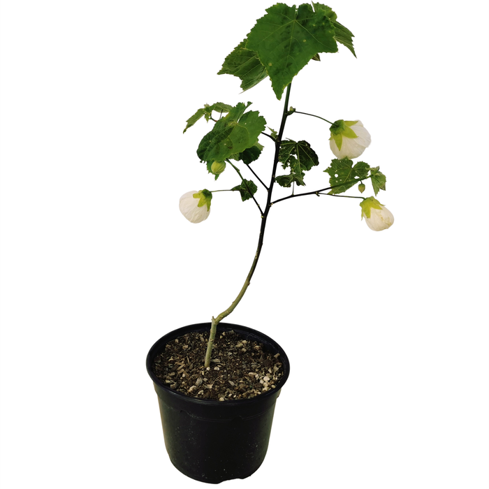 2.5L Dwarf Abutilon White Gold - Abutilon species