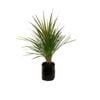 2.5L Cabbage Tree - Cordyline