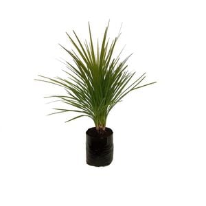 2.5L Cabbage Tree - Cordyline