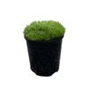 140mm Scleranthus biflorus