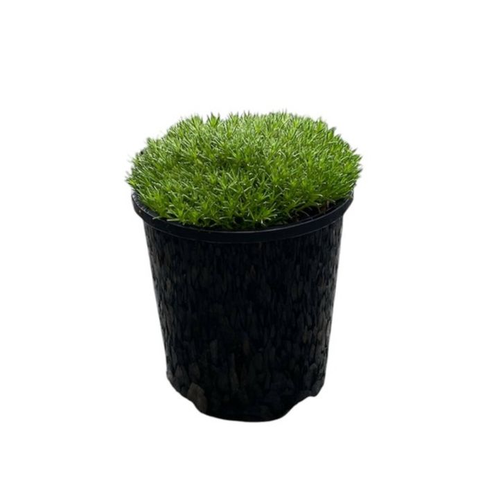 140mm Scleranthus biflorus
