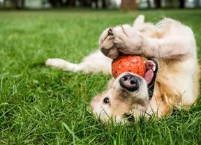 Golden retriever playing with rubber dog toys on green lawn