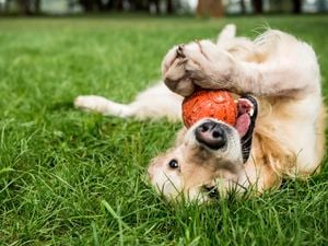 Golden retriever playing with rubber dog toys on green lawn