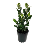 140mm Feijoa - Feijoa acca sellowiana