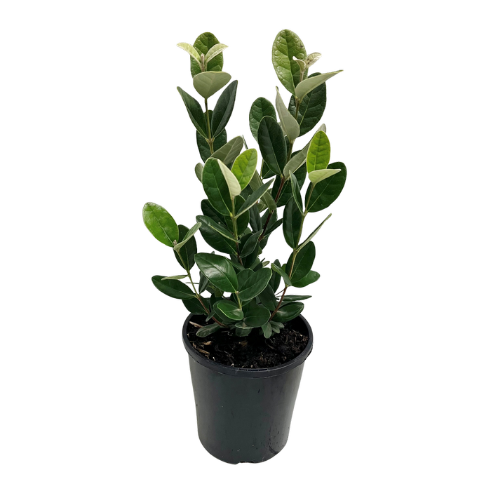 140mm Feijoa - Feijoa acca sellowiana