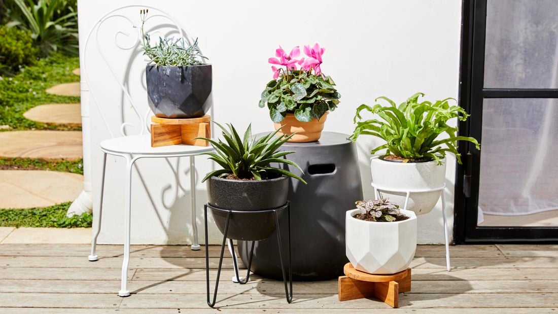 Variety of pots with plants in arrangement