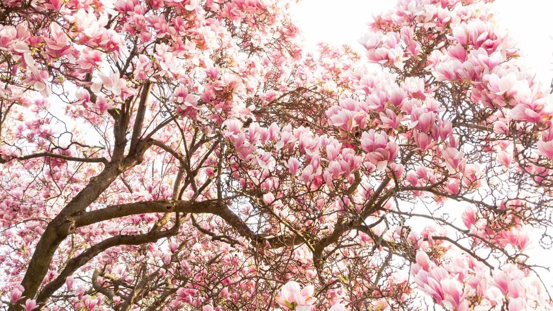 A deciduous magnolia tree in full bloom with pastel pink flowers.