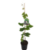 3L Grape Candice Seedless - Vitis species - Incredible Edibles Range