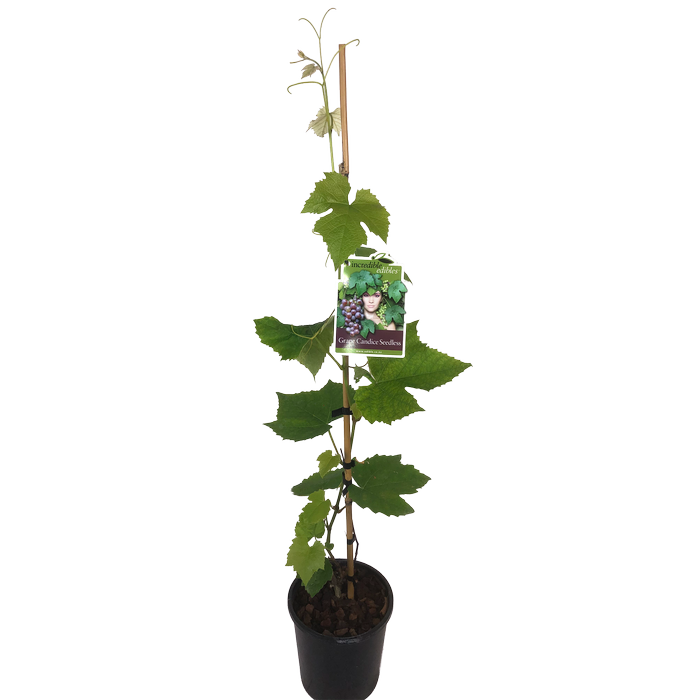 3L Grape Candice Seedless - Vitis species - Incredible Edibles Range