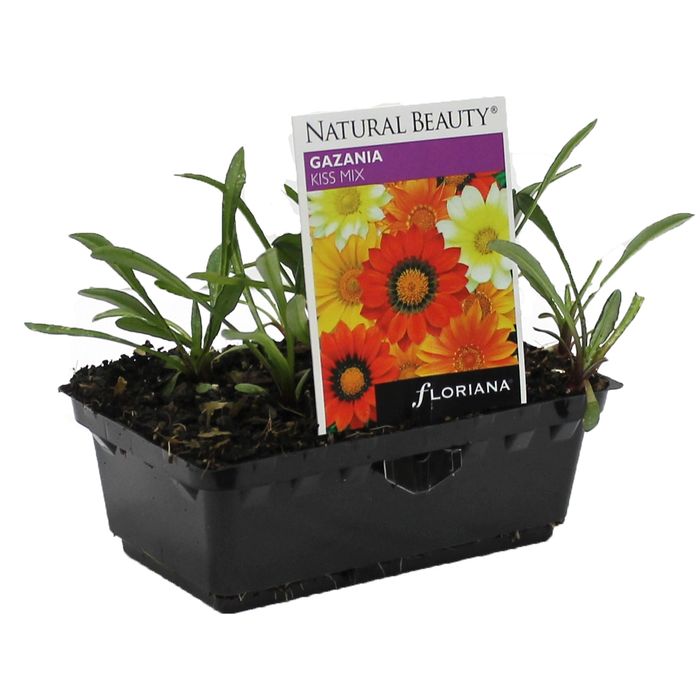 Gazania Kiss Mix Punnet - Gazania splendens