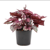 120mm Begonia Rex - Begoniaceae