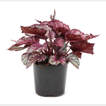120mm Begonia Rex - Begoniaceae