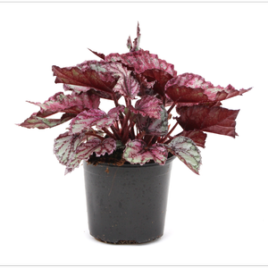 120mm Begonia Rex - Begoniaceae