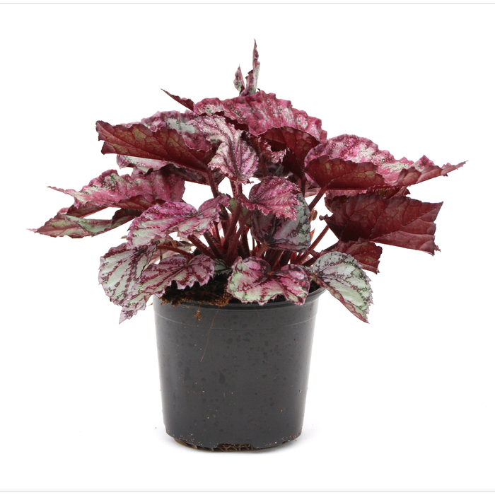 120mm Begonia Rex - Begoniaceae