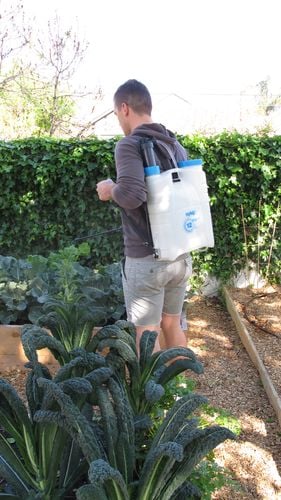 Person spraying garden with backpack sprayer