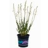 140mm Gaura So White - Butterfly Bush