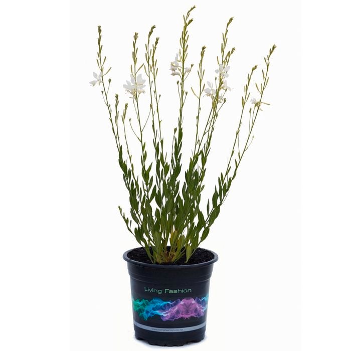 140mm Gaura So White - Butterfly Bush