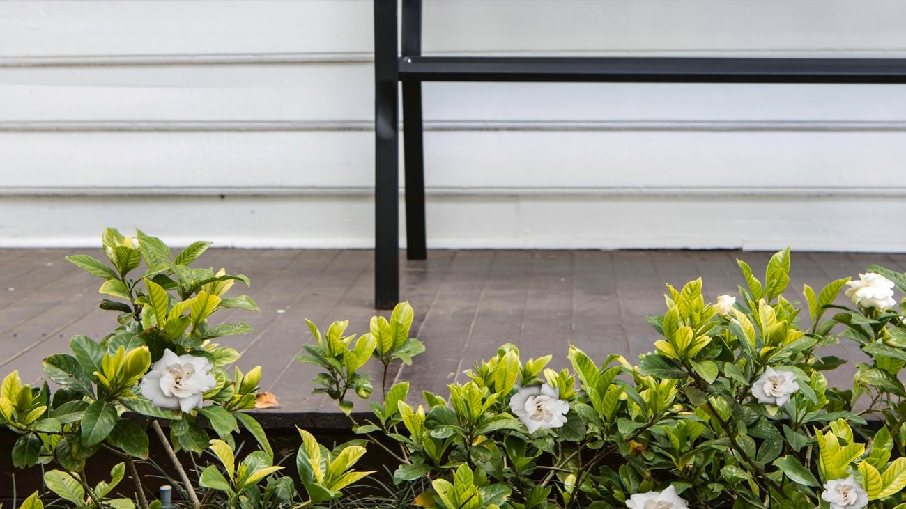 White flowers growing along a front porch
