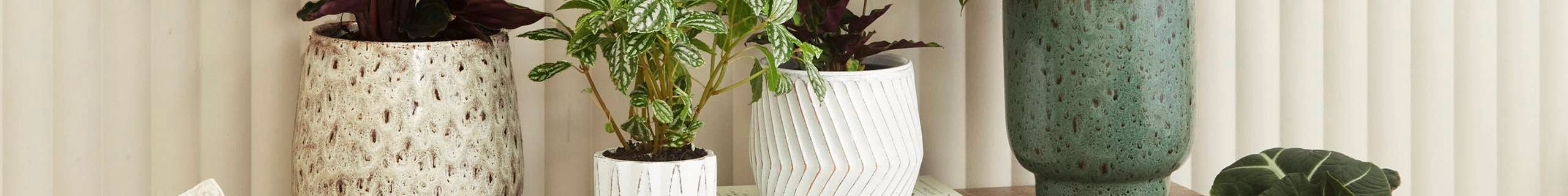 Four pots with plants amongst a beige background