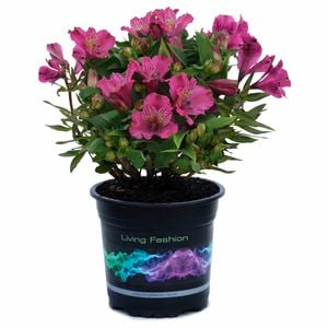 140mm Peruvian Lily - Alstroemeria