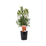 140mm Leucospermum Tango - Leucospermum hybrid