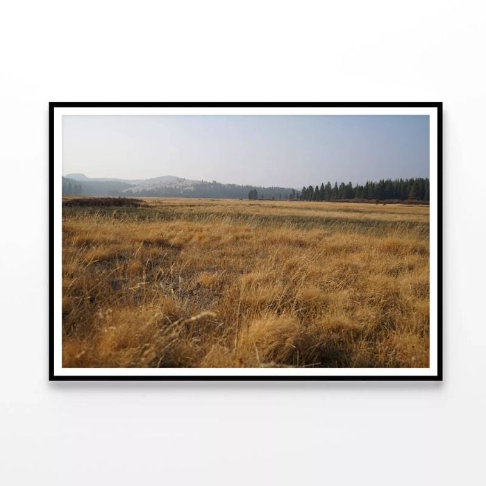 Grass with Trees in autumn   Print 100% Australian Made 120x90cm  (Poster)