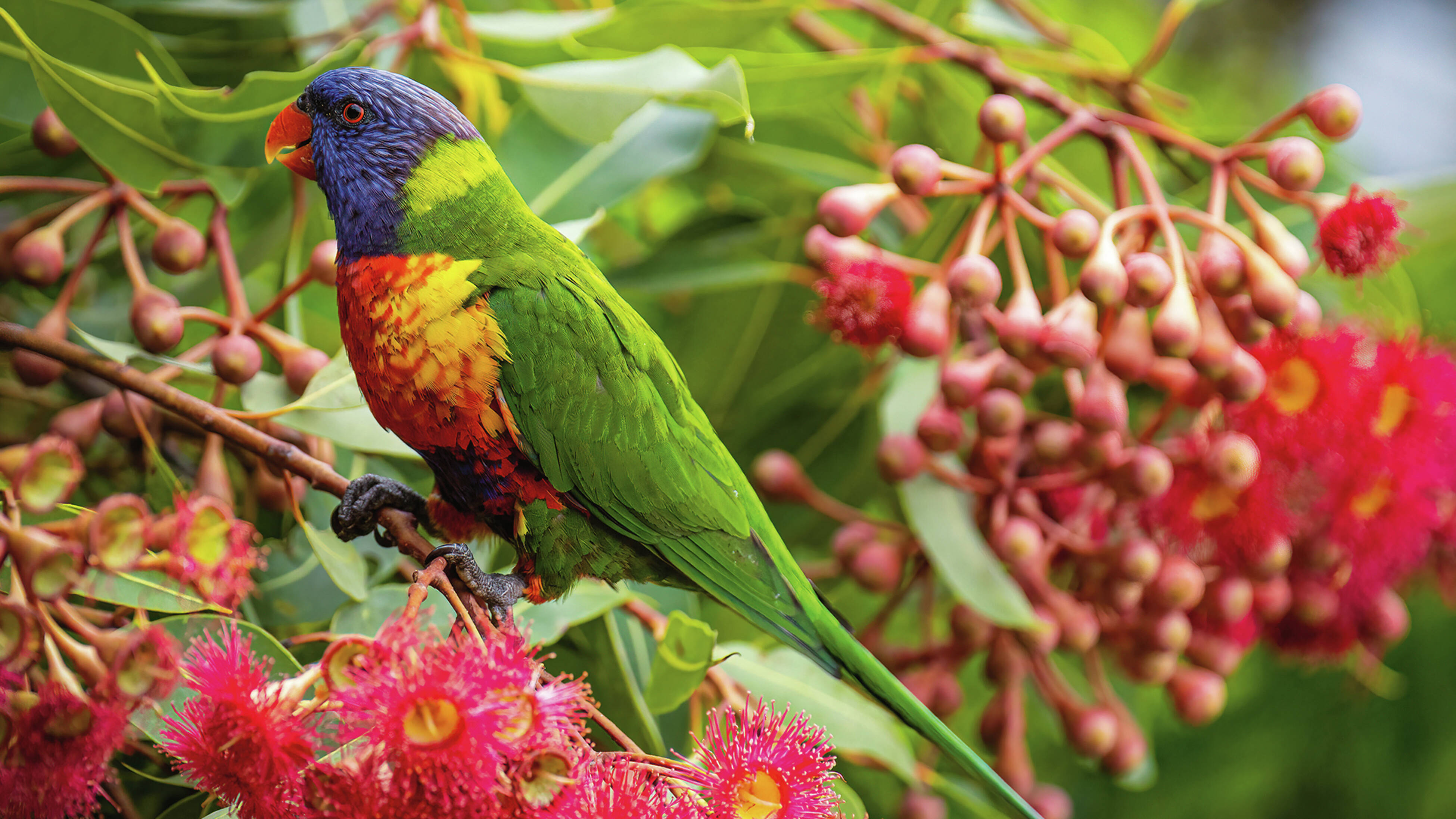 A close-up of a rainbow lorikeet sits amongst red-flowering gum