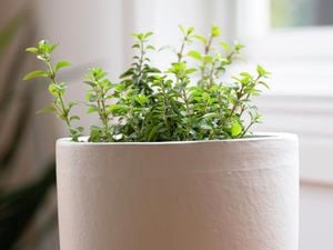 Oregano in a pot.