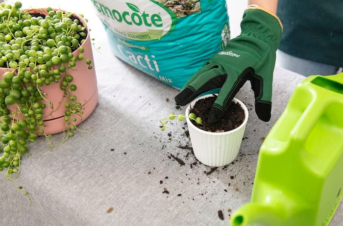 A person planting an offcut of a large string-of-pearls plant into a small pot filled with succulent mix