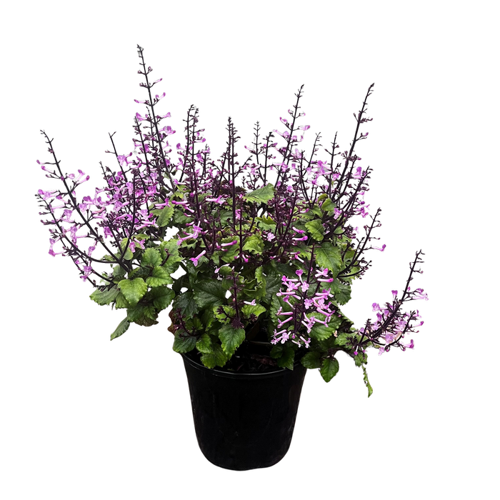 200mm Mona Amethyst - Plectranthus