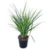 2L Dianella Revelation