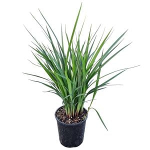 2L Dianella Revelation