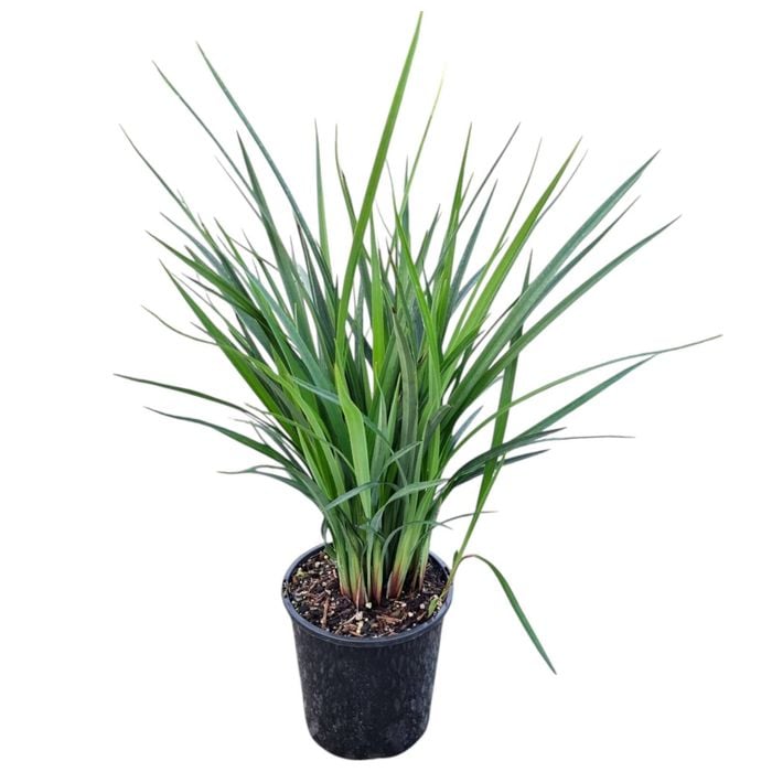 2L Dianella Revelation