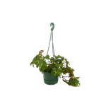 130mm Assorted Hanging Basket